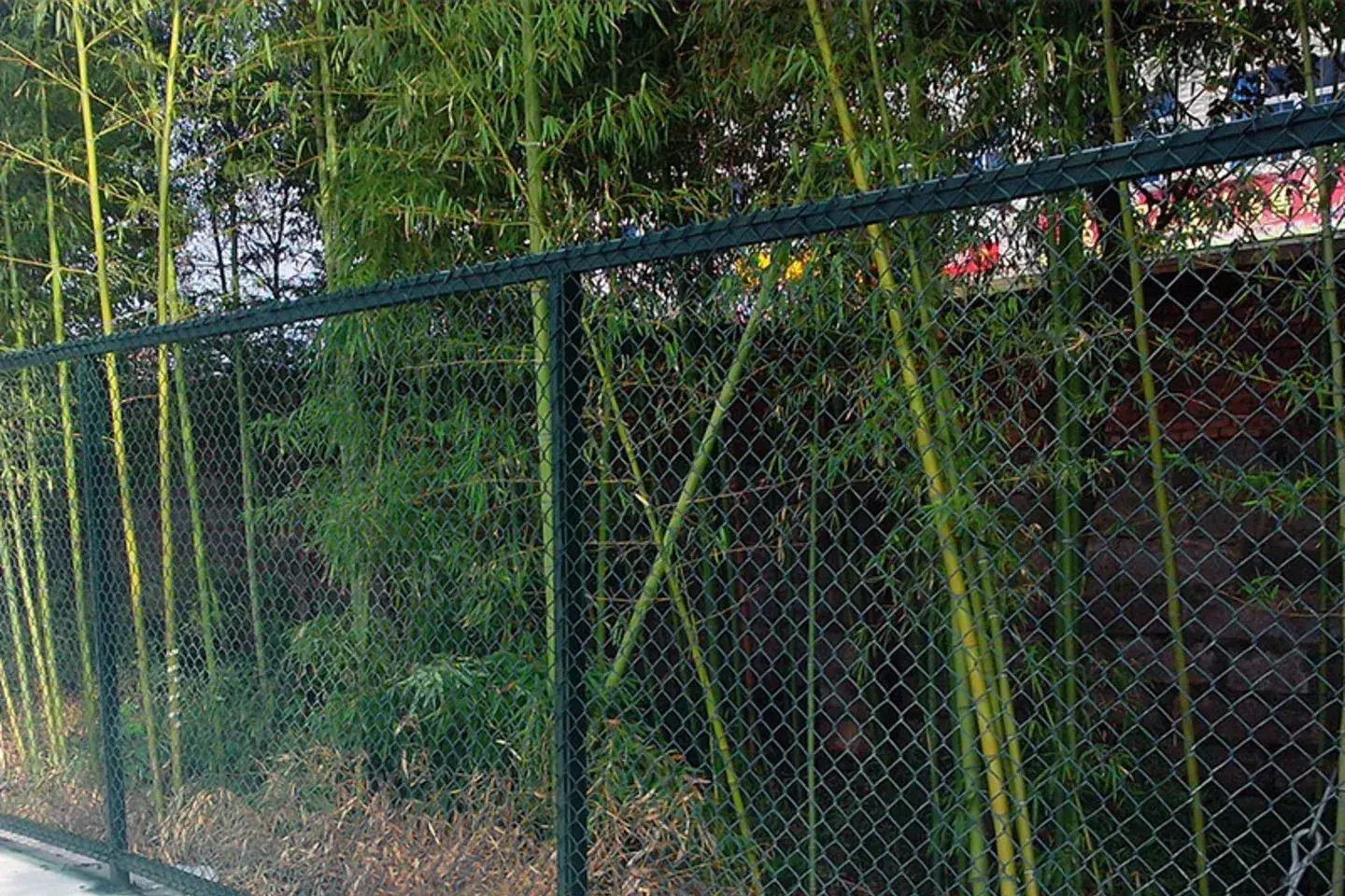 Close view of dark green diamond chain-link fabric and coated top rail