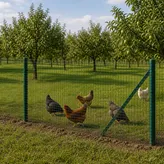 Poultry-orchard context thumbnail